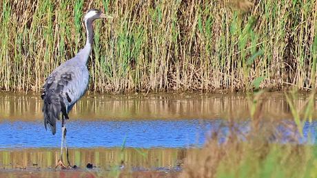 Grullas: una escala cerca del aeropuerto