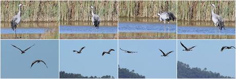 Grullas: una escala cerca del aeropuerto