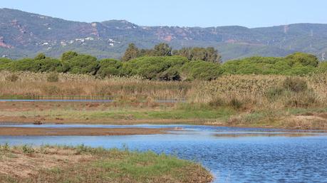 Grullas: una escala cerca del aeropuerto