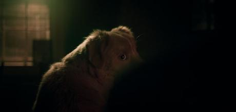 El thriller paranormal Good Boy se estrena en Chile este 23 de octubre El thriller paranormal Good Boy se estrena en Chile este 23 de octubre