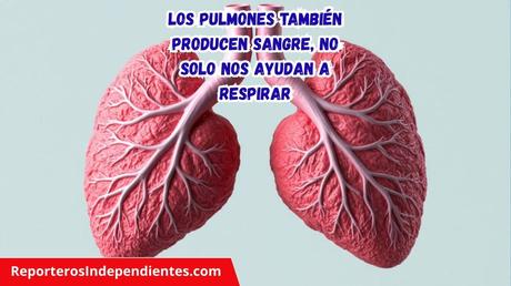 Los pulmones también producen sangre, no solo nos ayudan a respirar