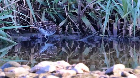 Agachadiza en el Parc Fluvial: Caza, Perros y Vida en el Río