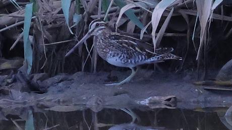 Agachadiza en el Parc Fluvial: Caza, Perros y Vida en el Río
