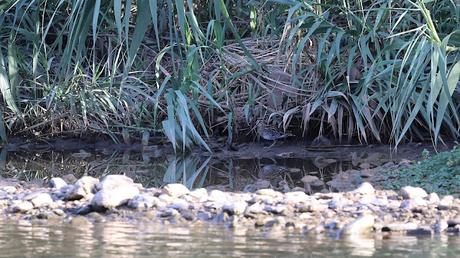 Agachadiza en el Parc Fluvial: Caza, Perros y Vida en el Río