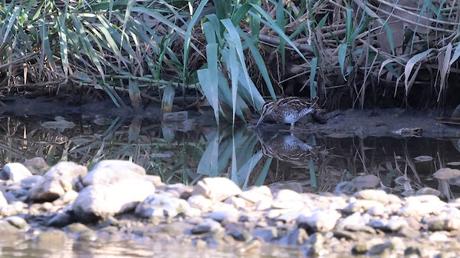 Agachadiza en el Parc Fluvial: Caza, Perros y Vida en el Río