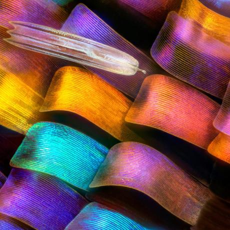 Encontrando la calma en medio del caos: Quivik estrena single «Dragón Púrpura» Encontrando la calma en medio del caos: Quivik estrena single «Dragón Púrpura»