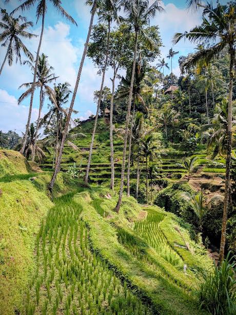 Día 2 en Ubud – Templos y paisajes del corazón de Bali Día 2 en Ubud – Templos y paisajes del corazón de Bali