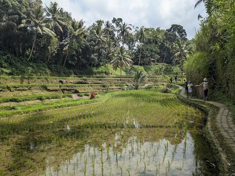 Día 2 en Ubud – Templos y paisajes del corazón de Bali Día 2 en Ubud – Templos y paisajes del corazón de Bali