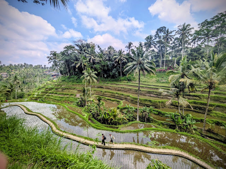 Día 2 en Ubud – Templos y paisajes del corazón de Bali Día 2 en Ubud – Templos y paisajes del corazón de Bali