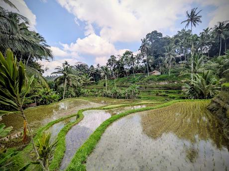 Día 2 en Ubud – Templos y paisajes del corazón de Bali Día 2 en Ubud – Templos y paisajes del corazón de Bali