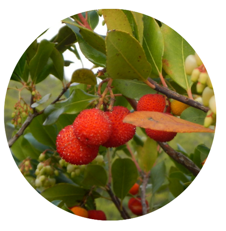 Ruta por la Serra de Galliners: ascendiendo al Turó de Mataric y al Turó de Can Camps | Sant Cugat del Vallès Níscalo o rovellón