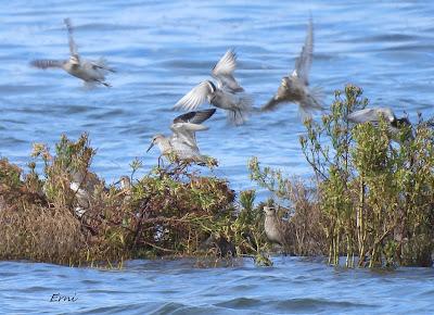 ALGUNA FOTO DEL TÍMIDO DOMINICA