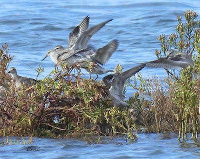 ALGUNA FOTO DEL TÍMIDO DOMINICA
