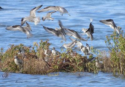 ALGUNA FOTO DEL TÍMIDO DOMINICA