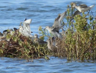 ALGUNA FOTO DEL TÍMIDO DOMINICA