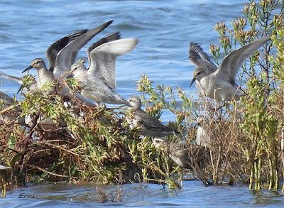 ALGUNA FOTO DEL TÍMIDO DOMINICA