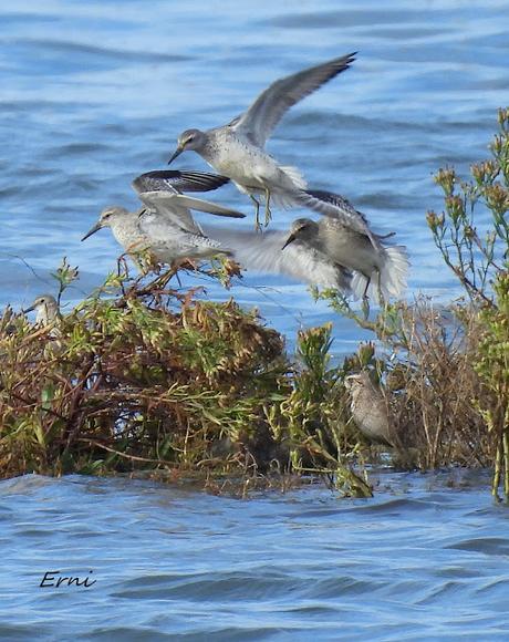 ALGUNA FOTO DEL TÍMIDO DOMINICA