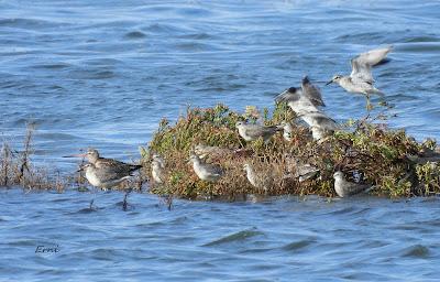 ALGUNA FOTO DEL TÍMIDO DOMINICA