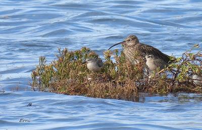 ALGUNA FOTO DEL TÍMIDO DOMINICA