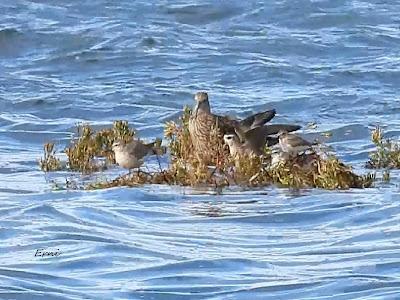 ALGUNA FOTO DEL TÍMIDO DOMINICA