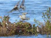 Alguna foto tímido dominica