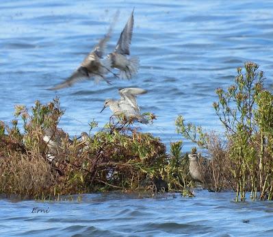 ALGUNA FOTO DEL TÍMIDO DOMINICA
