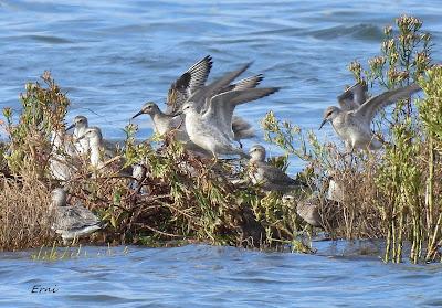 ALGUNA FOTO DEL TÍMIDO DOMINICA