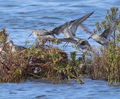 ALGUNA FOTO DEL TÍMIDO DOMINICA