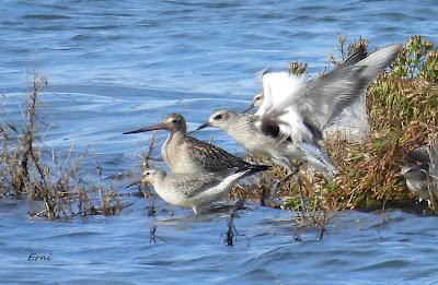 ALGUNA FOTO DEL TÍMIDO DOMINICA