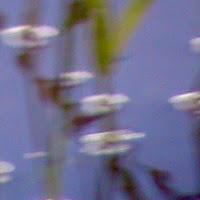 Gazella estrena Komorebi como nuevo single