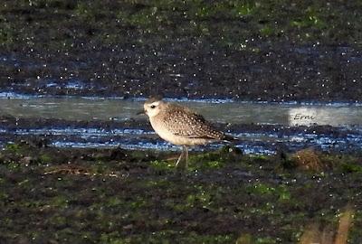 DIFERENCIAS ENTRE EL CHORLITO DORADO AMERICANO Y EL GRIS