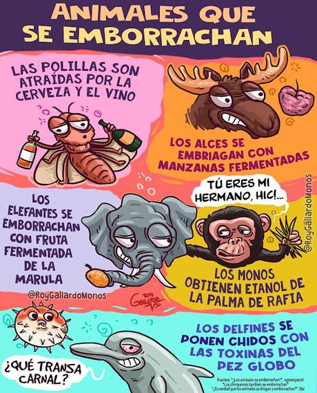 Animales que se emborrachan Animales que se emborrachan