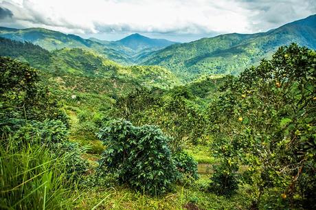 16 atracciones turísticas mejor calificadas en Jamaica 16 atracciones turísticas mejor calificadas en Jamaica