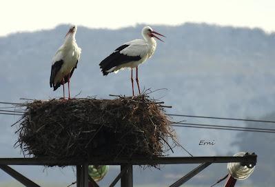 LA INVERNADA ESTÁ AL CAER