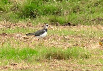 LA INVERNADA ESTÁ AL CAER