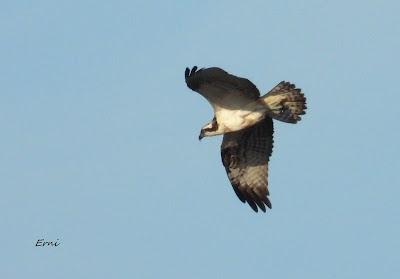 LA INVERNADA ESTÁ AL CAER