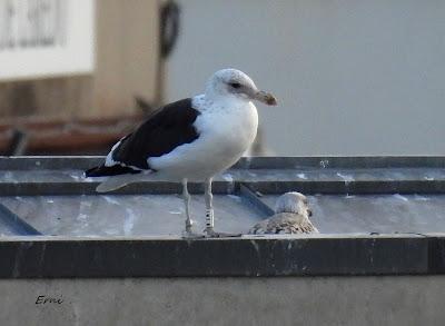 LA INVERNADA ESTÁ AL CAER