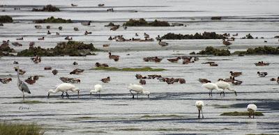 LA INVERNADA ESTÁ AL CAER