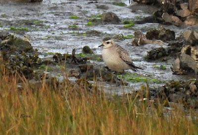 LA INVERNADA ESTÁ AL CAER