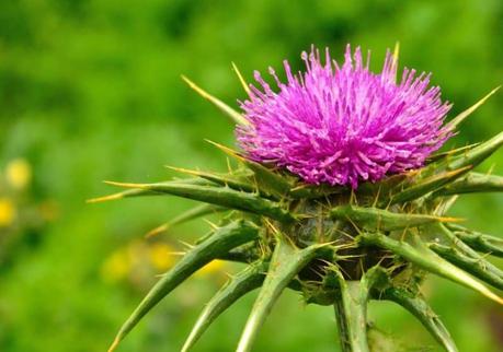 Silimarina Silimarina