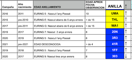 Buitres con anilla en las Cabecera del Ter