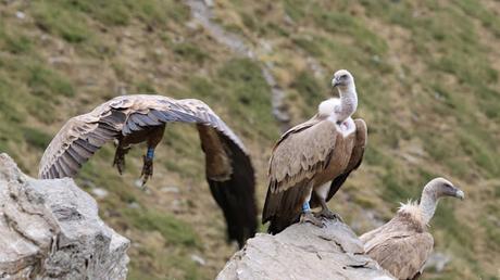 Buitres con anilla en las Cabecera del Ter