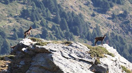 Buitres con anilla en las Cabecera del Ter