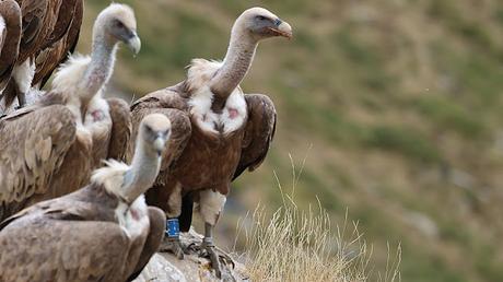 Buitres con anilla en las Cabecera del Ter