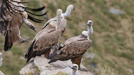 Buitres con anilla en las Cabecera del Ter