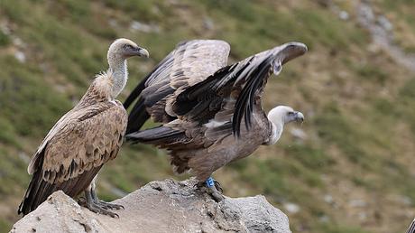 Buitres con anilla en las Cabecera del Ter