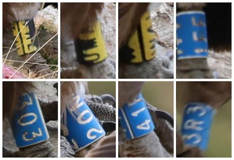 Buitres con anilla en las Cabecera del Ter