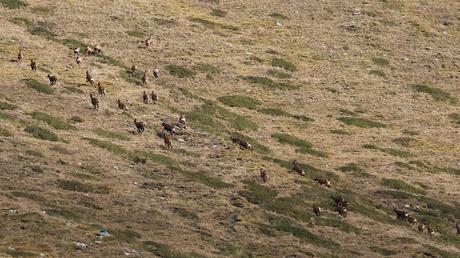 Buitres con anilla en las Cabecera del Ter
