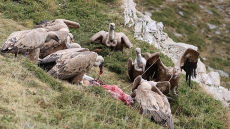 Buitres con anilla en las Cabecera del Ter