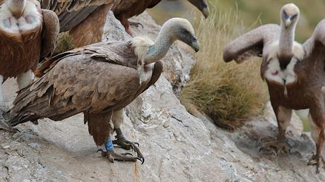Buitres con anilla en las Cabecera del Ter